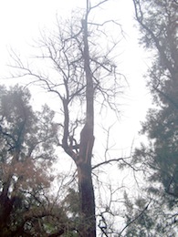 arbol_copia